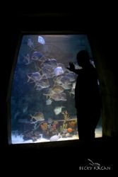 WISHING!!! Nuf said =) Took this at the Atlantis hotle in... by Becky Kagan 